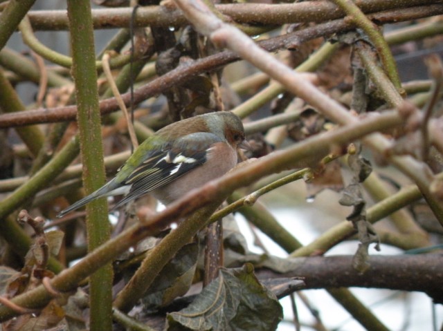 dalla finestra di casa...